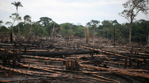 Charred logs are seen on a stretch of the Yari plains, which was recently burned for pasture, in Caqueta, Colombia.