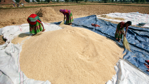 Laborers gather harvested rice in a field on the outskirts of the western Indian city of Ahmedabad.