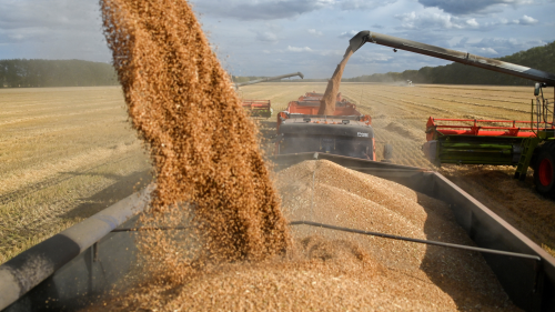 Combines load wheat into trucks in a field during harvest near the village of Solyanoye in the Omsk region, Russia. 