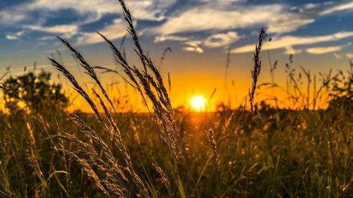 A field of wheat is pictured as the sun sets.