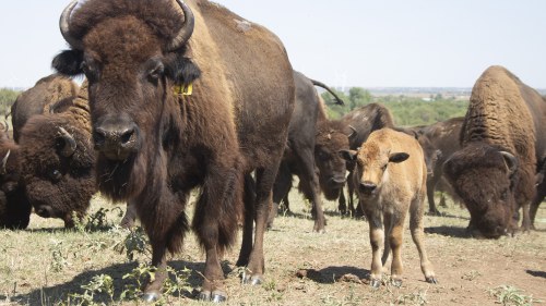 A herd of buffalo is pictured on a field.
