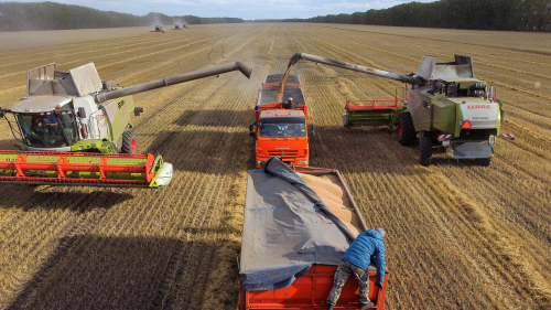 Agricultural workers operate combines and trucks in a field during wheat harvesting near the village of Solyanoye in the Omsk region, Russia. Surging Russian wheat exports have allowed global wheat prices to reach a 14-month low.