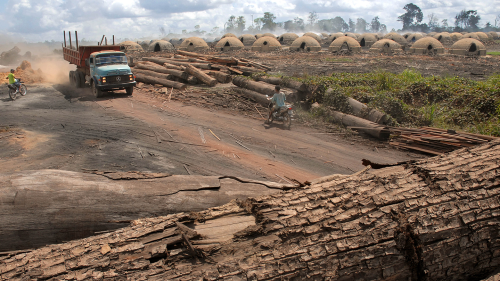 Logs cut from the Amazon rainforest lie ready to be fed into one of the nearly 1,200 ovens used to make charcoal for use in iron smelters and for home use, just outside the town of Ulianopolis in Para state. The cutting of trees for the charcoal industry is one of the main causes of the destruction of the world's largest rainforest.