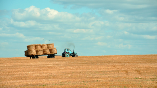 A tractor pulls a wagon of hay through a field of wheat.