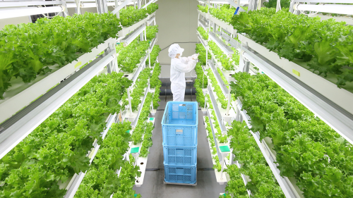 A farmer harvests lettuce at a plant factory of Hydroponics Village Farm Genkimura at the closed elementary school in Fuji cho, Saga Prefecture, illuminating growing technological innovation in Japan’s agriculture industry.