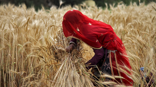 A veiled woman farmer harvests a wheat crop in a field on the outskirts of Ajmer in the Indian state of Rajasthan. India is the world's biggest wheat producer after China.