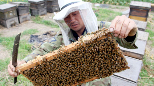 A Chinese beekeeper checks honey production at his bee farm in Huangshan city, east China’s Anhui province.