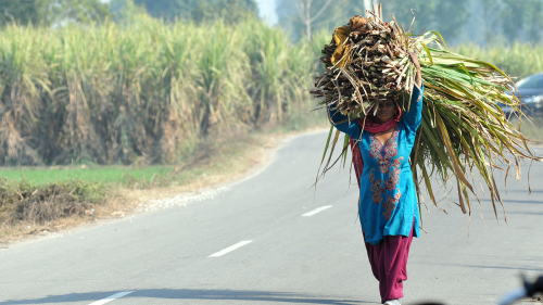 A farmer from a sugar mill transports cut sugar canes during the harvest season. Heavy rains are hurting India’s sugar supplies and led to falling exports, reducing raw sugar supplies globally.