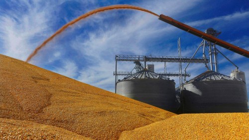 Central Illinois farmers deposit harvested corn on the ground outside a full grain elevator in Virginia, Ill.