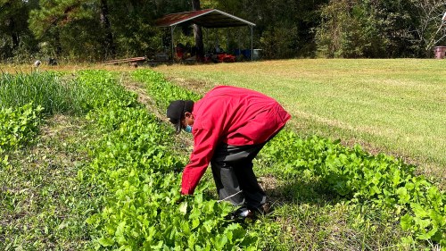 George Hall bends down to tend to his turnips in Greene County, Alabama.