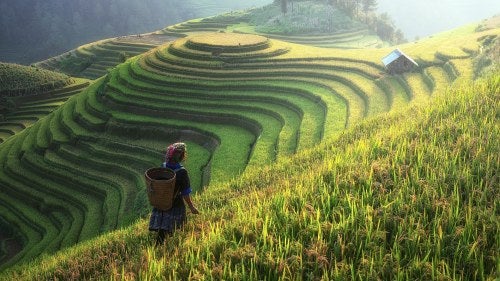 A woman walks through a sprawling terrace farm in China.