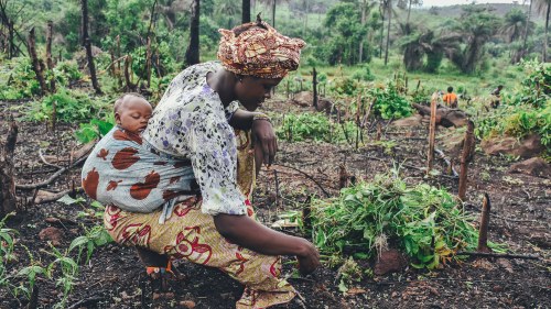 A woman harvests vegetables on a field in Sierra Leone.