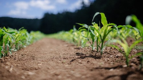 A close up of young plants sprouting out of the dirt.