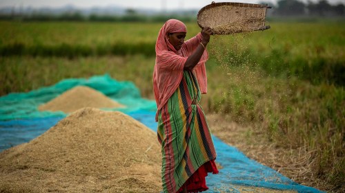 A farmer drops rice crop while working in a paddy field on the outskirts of Guwahati, India.
