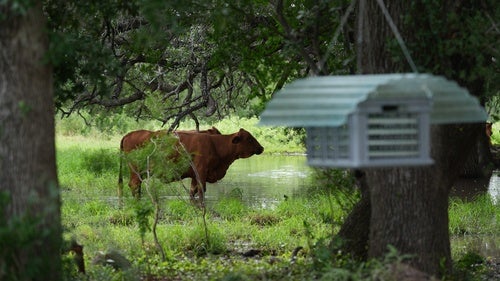 Cattle graze near a sterile fly dispersal station placed by the US Department of Agriculture to combat the spread of the New World screwworm