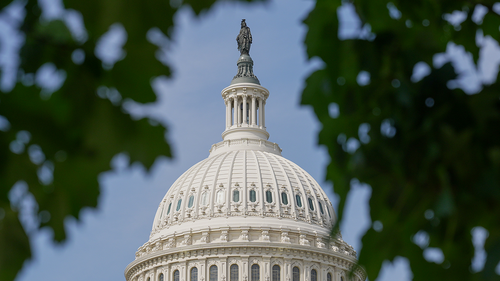 The top of the US capitol photographed from in between two tree branches on September 2, 2026.