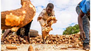 Workers unload a truck of harvested cassava roots.