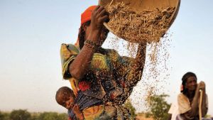 Woman shaking a basket of grain