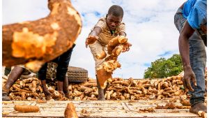 Workers unload a truck of harvested cassava roots.