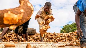 Workers unload a truck of harvested cassava roots.