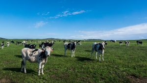 Cows in a open field at a dairy farm in California.