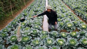 Field worker in a vegetable field.