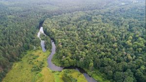 A lush forest with a river running through it.