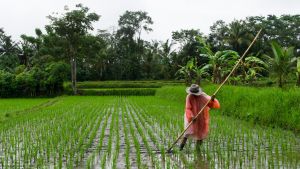 A farmer attends a rice field in Indonesia