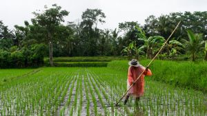 A farmer attends a rice field in Indonesia