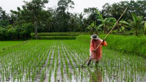 A farmer attends a rice field in Indonesia