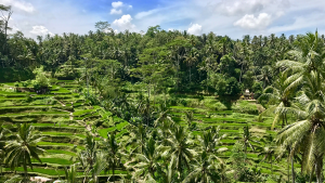Large rain forest in Indonesia