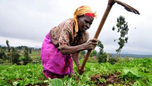 A farmer at work in Kenya's Mount Kenya region.