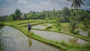 Rice fields in Indonesia