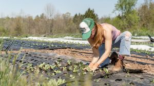 A female farmer plants transplants at a farm in Pennsylvania