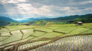 Aerial view of a rice field with the sun shining past clouds