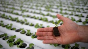 A person holds a small plant sprout, with a row of others in the background