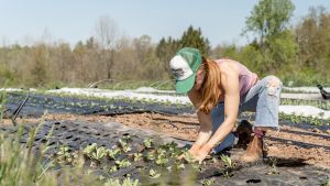 A female farmer plants transplants at a farm in Pennsylvania