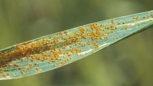 Wheat rust 