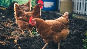 Two chickens walk on top of soil.