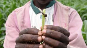 A person holds a blade of grass with an armyworm on it