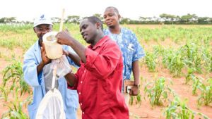 Three men collect army worms on a farm.