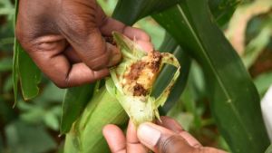 Damage to an ear of corn from an armyworm.