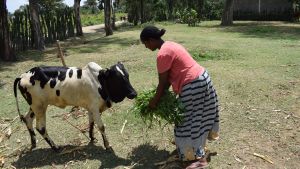 A woman feeds a cow. 