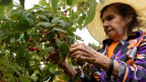 A woman harvests raspberries in Chile.