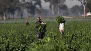 Farm workers harvest spinach in South Africa.