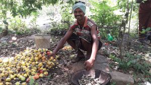 A farmer sits on the forest floor sorting through tree fruits