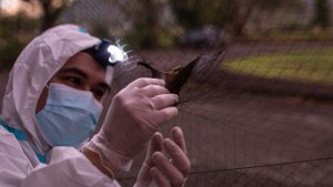 A scientist looks at a bat to test infection
