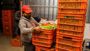 A worker holds a crate of vegetables. 