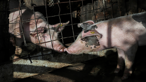 Pigs in their enclosure in the Dominican Republic