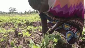 A small scale farmer tends crops in Malawi wearing a pink patterned garment. 